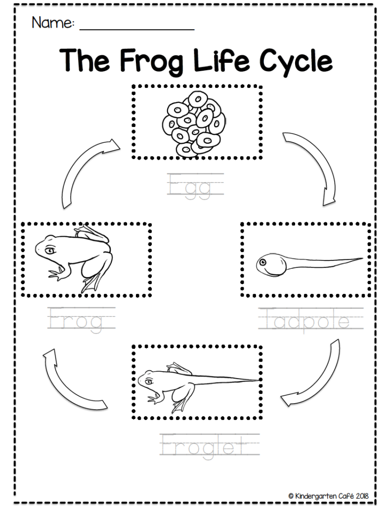 Observing the Frog Life Cycle for Kids - Kindergarten Cafe In Frogs Life Cycle Worksheet